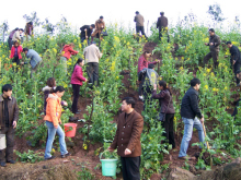 全民义务植树节